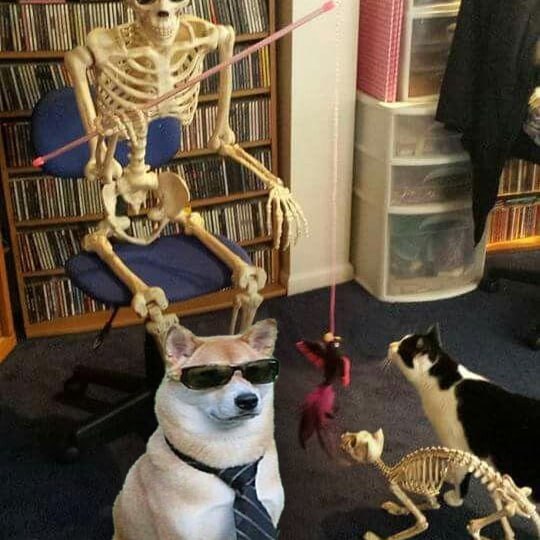 CEO Dog meme